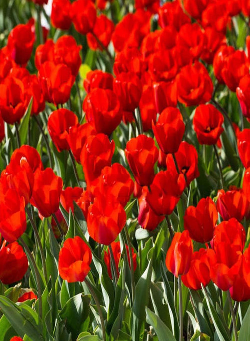 جي جوت 10 أشكال فريدة من أشكال Tulpenzwiebeln einzigartige für Anfänger Anfänger Gärtner künstlerische Dekoration إحضار Erfolgserlebnis Pflanzen Nicht schwierig - Image 2