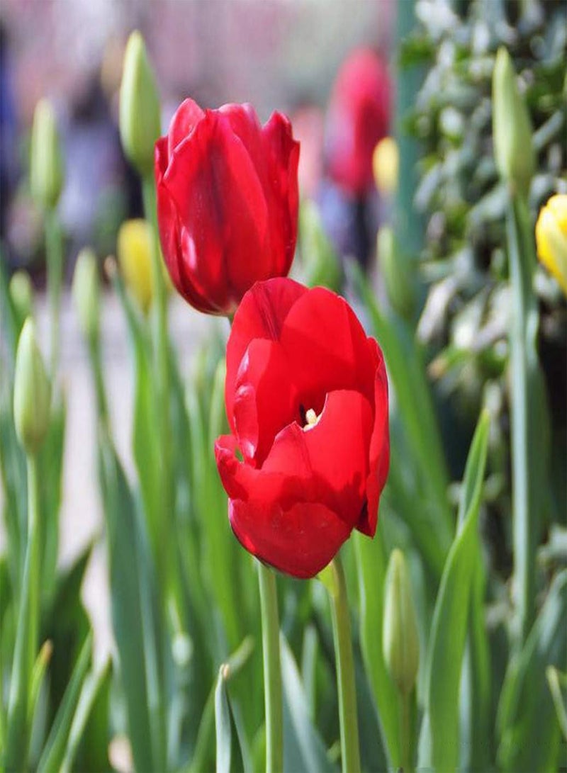 جي جوت 10 أشكال فريدة من أشكال Tulpenzwiebeln einzigartige für Anfänger Anfänger Gärtner künstlerische Dekoration إحضار Erfolgserlebnis Pflanzen Nicht schwierig - Image 1