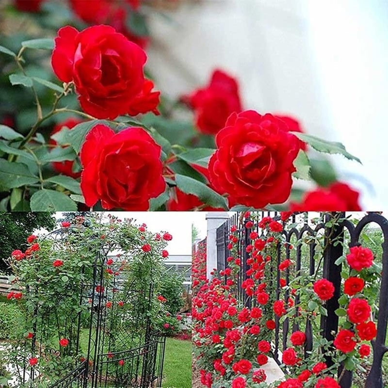 300Pcs/Bag Rose Seeds Easy To Grow Highly Ornamental Fast-Growing Perennial Fragrance-Loving Highly Viable Plant Seeds For Growing In Lawn Beds And Gardens Orange - Image 5