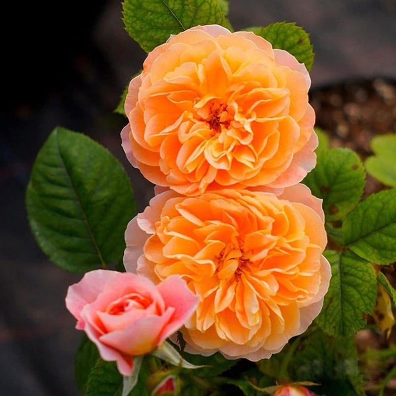 300Pcs/Bag Rose Seeds Easy To Grow Highly Ornamental Fast-Growing Perennial Fragrance-Loving Highly Viable Plant Seeds For Growing In Lawn Beds And Gardens Orange - Image 1