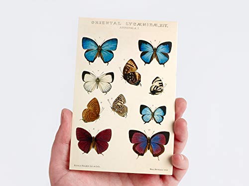 Wintertime Crafts Vintage Collection Postcard Set: Pack of 30 Retro Style Botanical, Nature and Ephemera Postcards - Image 4