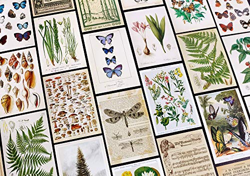 Wintertime Crafts Vintage Collection Postcard Set: Pack of 30 Retro Style Botanical, Nature and Ephemera Postcards - Image 3