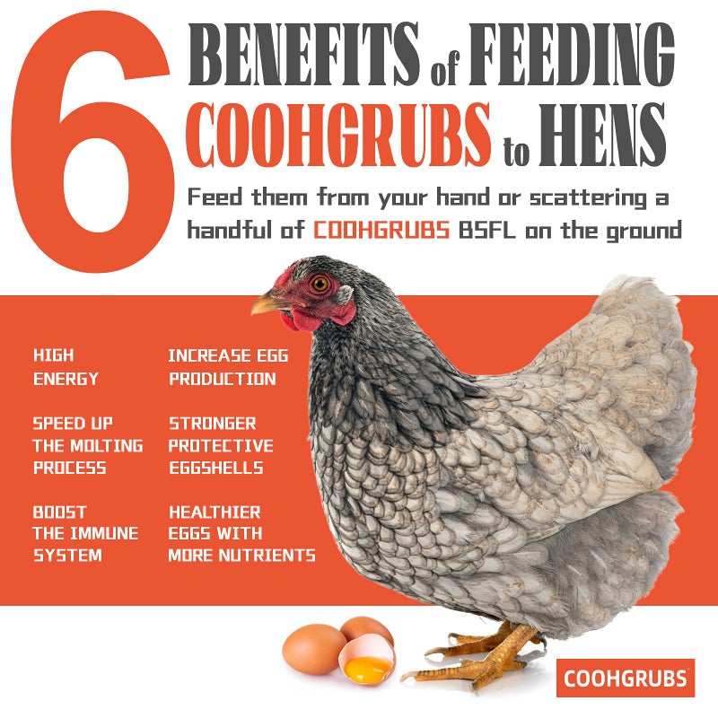 COOHGRUBS Dried Black Soldier Fly Larvae for Chickens, High-Calcium 85X More Than Mealworms Bird Treats, 10-lb Box - Image 5
