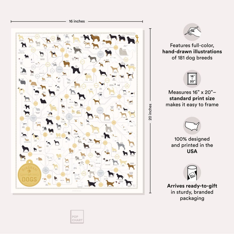 Pop Chart Lab Pop Chart | Breeds of Dog Poster | 16" x 20" Art Print | Diagram of Every Canine Breed | Perfect Dog Lover Wall Decor for Home | 100% Designed and Made in the USA - Image 2