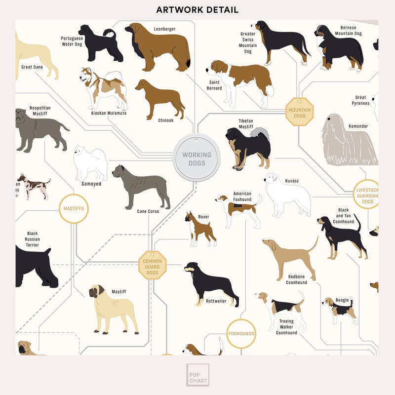 Pop Chart Lab Pop Chart | Breeds of Dog Poster | 16" x 20" Art Print | Diagram of Every Canine Breed | Perfect Dog Lover Wall Decor for Home | 100% Designed and Made in the USA - Image 4