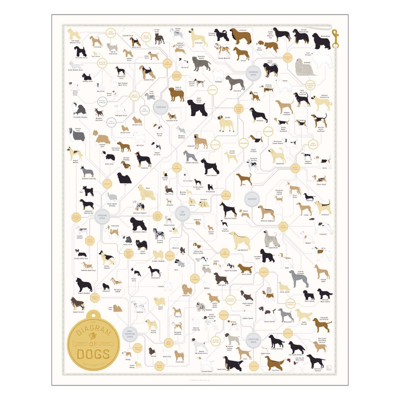 Pop Chart Lab Pop Chart | Breeds of Dog Poster | 16" x 20" Art Print | Diagram of Every Canine Breed | Perfect Dog Lover Wall Decor for Home | 100% Designed and Made in the USA - Image 1