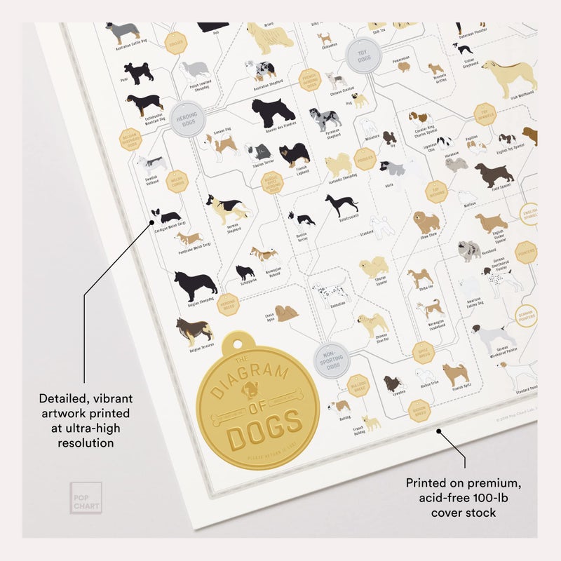 Pop Chart Lab Pop Chart | Breeds of Dog Poster | 16" x 20" Art Print | Diagram of Every Canine Breed | Perfect Dog Lover Wall Decor for Home | 100% Designed and Made in the USA - Image 3