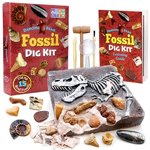 DANCING BEAR Fossil Dig Kit Excavate 15 Prehistoric Fossils including Real Dinosaur Bones and Shark Teeth Paleontology STEM Education for kids Fun Science Activity Gift Sets for Girls and Boys - Image 1