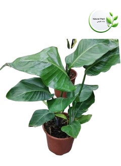 Indoor Natural Plants And Trees - pzsku/ZD03EB0AB577305B3F307Z/45/_/1729606966/880a6d64-2cdf-4a20-bf6c-201f1b6a91e6