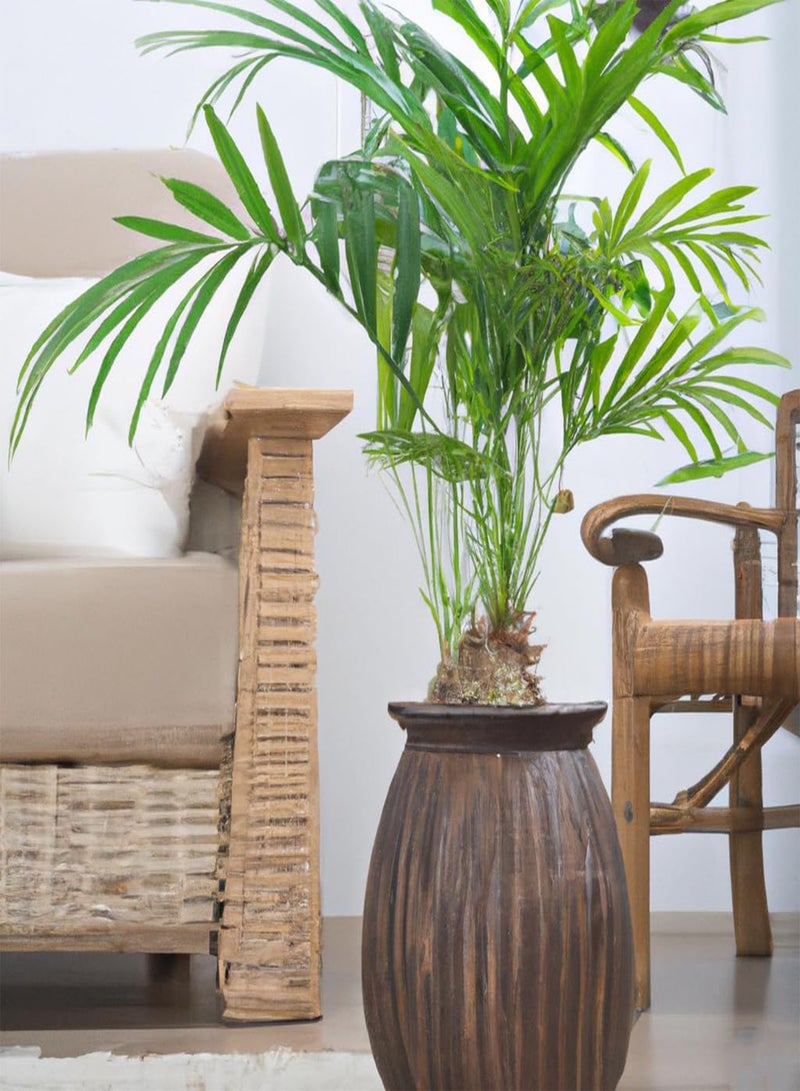 GGOOT Areca Palm Tree 'Dypsis Lutescens' Tropical Houseplant Seeds - 15 Rare Seeds - Image 1