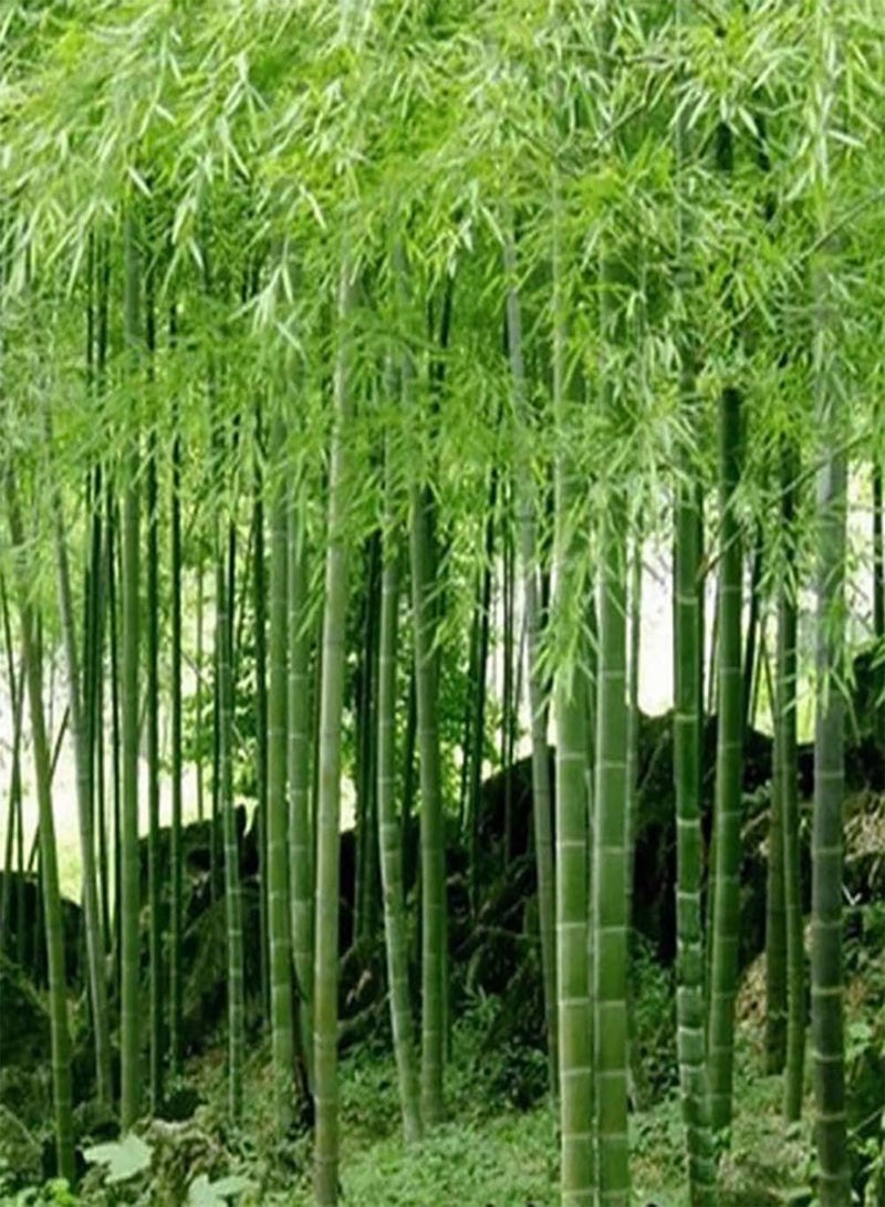 GGOOT 100Pcs Seeds Black Purple Green Phyllostachys Pubescens Moso-Bamboo Seeds Garden Plants 1 - Image 1