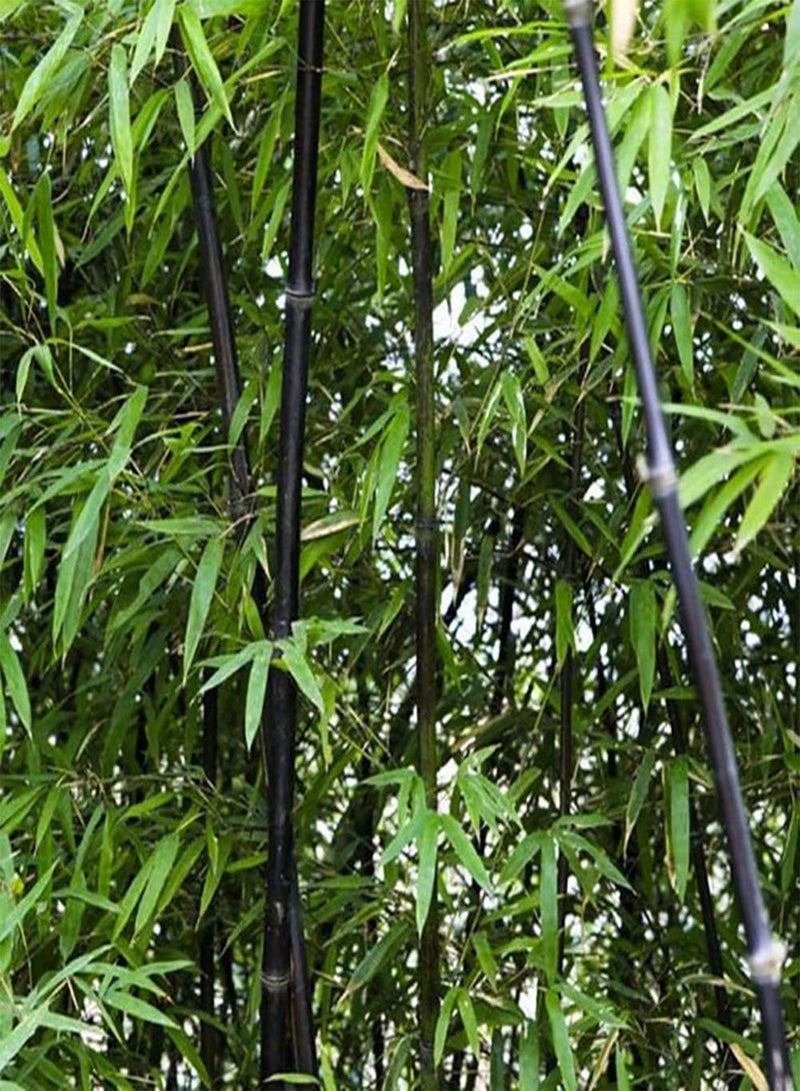 GGOOT 100Pcs Seeds Black Purple Green Phyllostachys Pubescens Moso-Bamboo Seeds Garden Plants 1 - Image 3