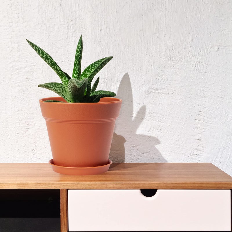 FHWTY 4 Inch Plastic Plant Pots 6 Pack, Small Flower Pots with Drainage Holes and Tray, Thickened Indoor Planters Seedlings Nursery Pots, African Violet, Succulent and All House Plants, Terracotta - Image 5