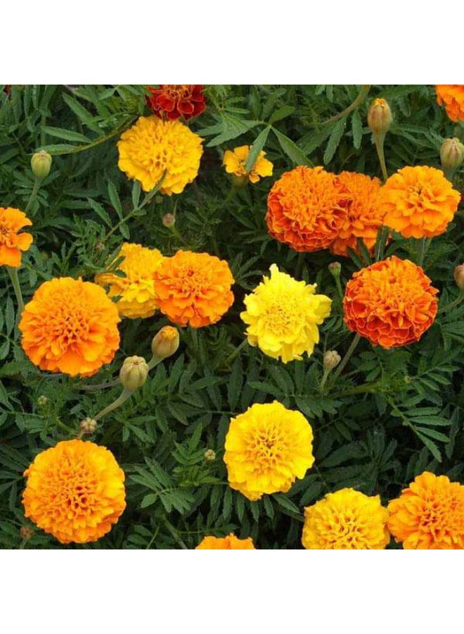 Marigold Mixed Color Desi Flower Seeds