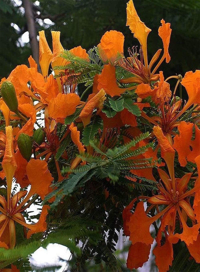 GGOOT DELONIX REGIA Orange Flamboyant Tree Bulk Seeds - Image 1