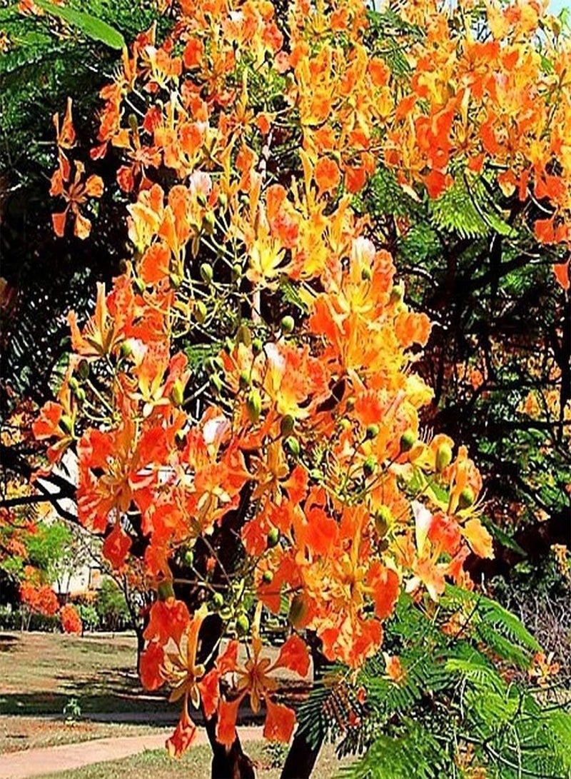 GGOOT DELONIX REGIA Orange Flamboyant Tree Bulk Seeds - Image 2