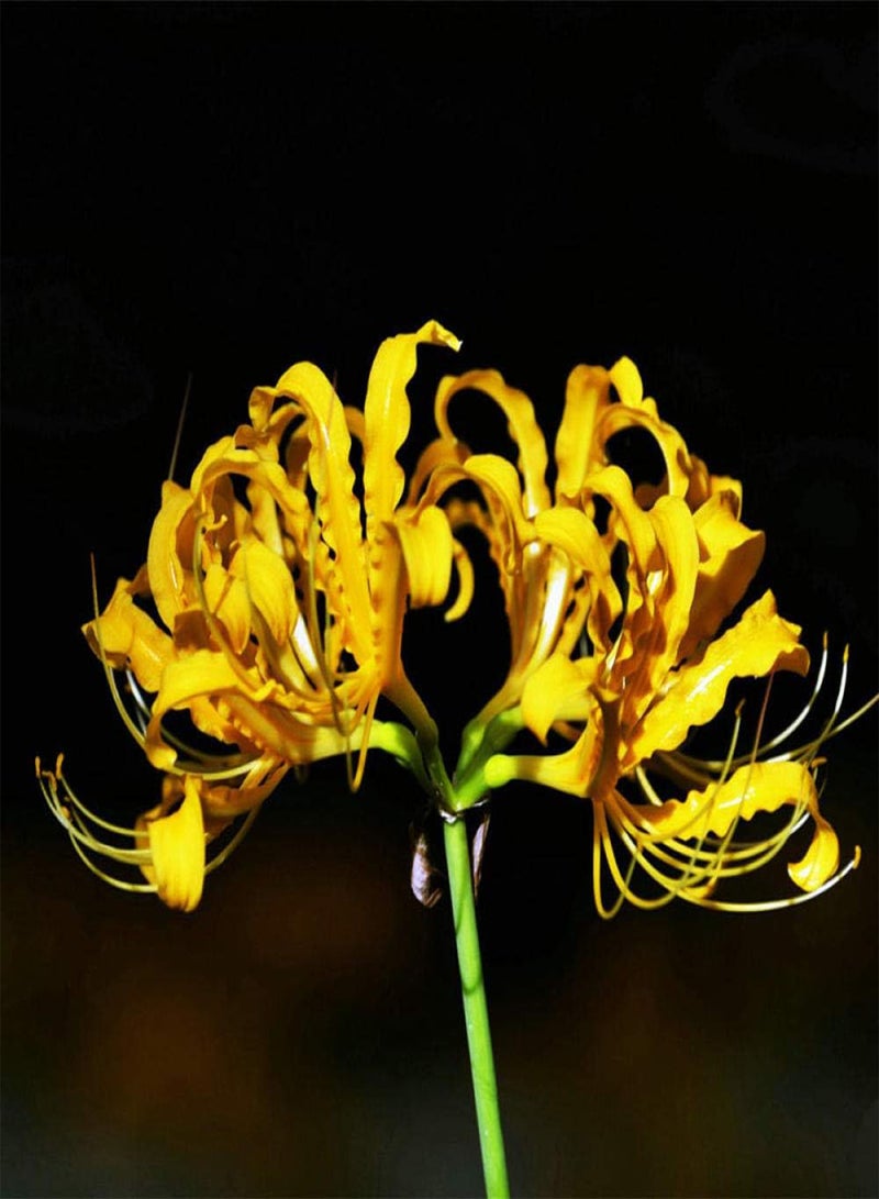 GGOOT Rare Exotic Flower Seeds,Other shore flower seeds-Golden,Lawn Decoration Seeds - Image 1