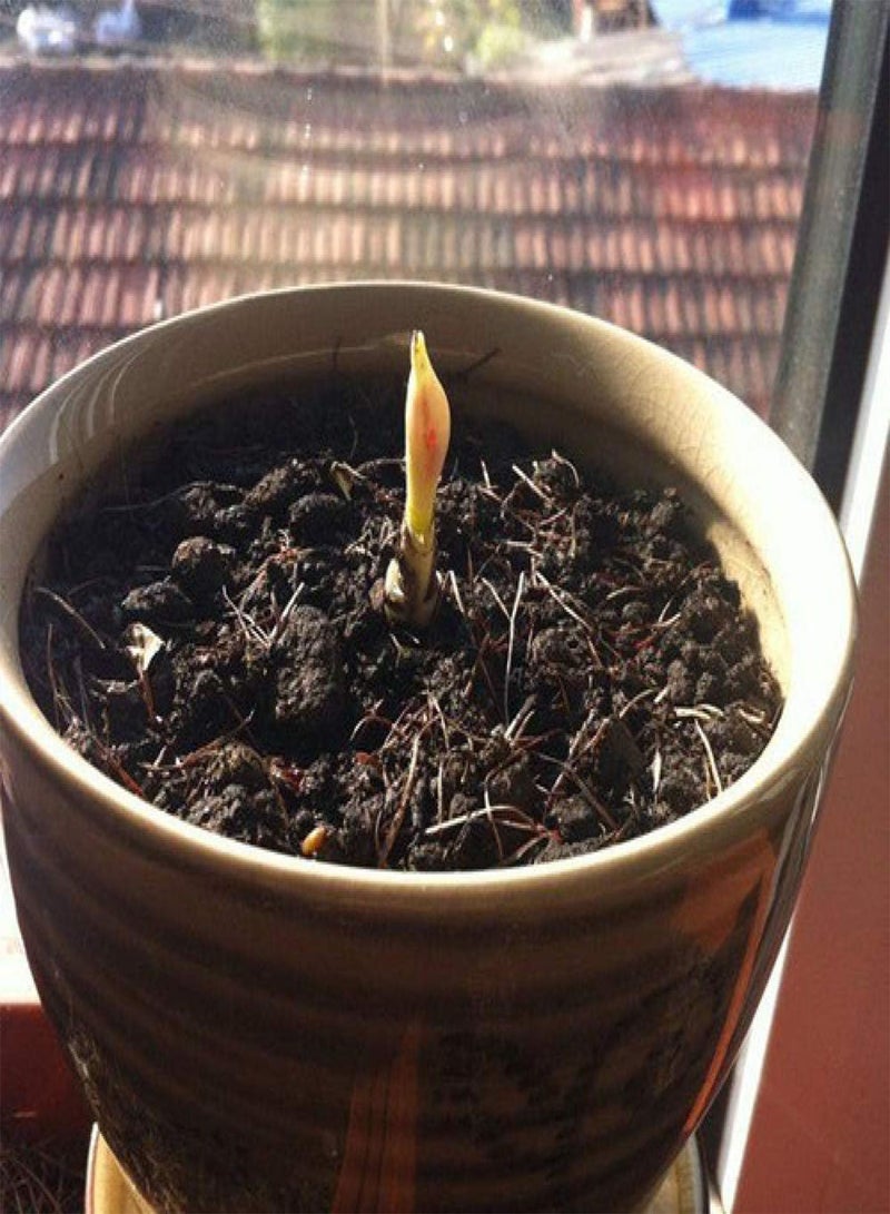 GGOOT Rare Exotic Flower Seeds,Other shore flower seeds-Golden,Lawn Decoration Seeds - Image 2