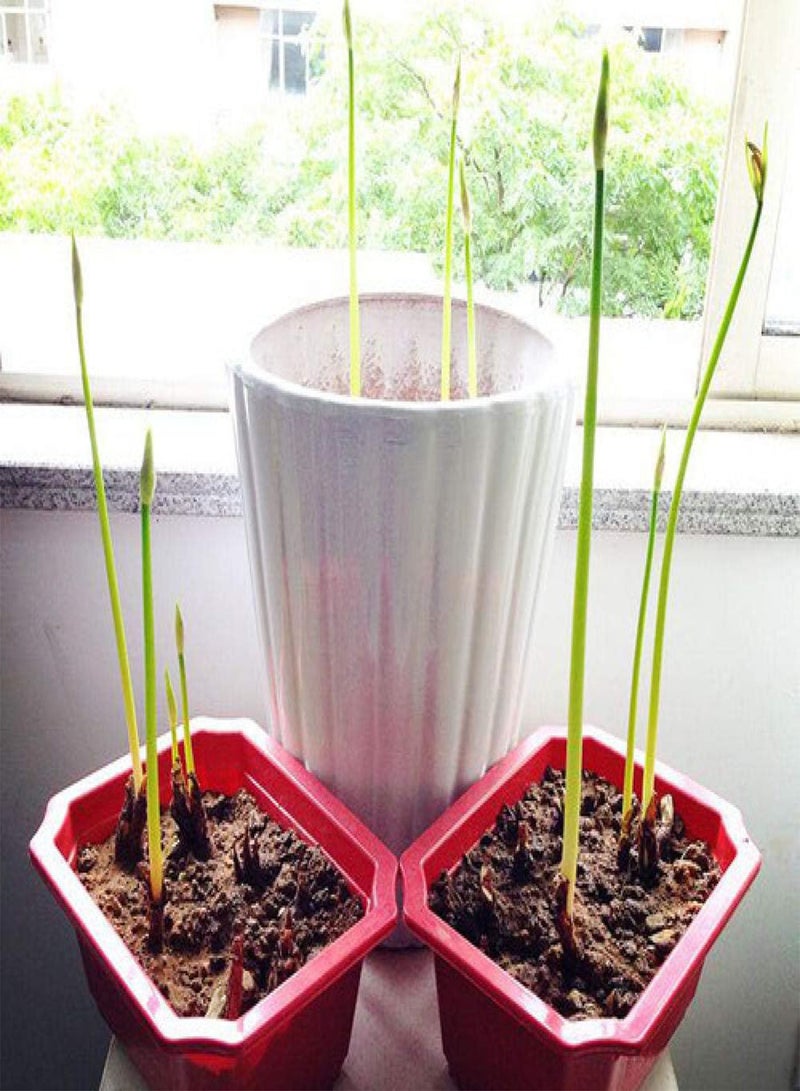 GGOOT Rare Exotic Flower Seeds,Other shore flower seeds-Golden,Lawn Decoration Seeds - Image 3