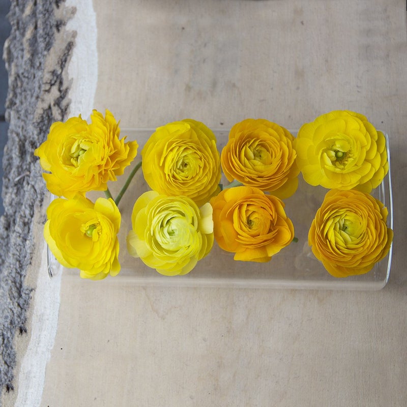 Chive â€˜Hudson 2 Fluteâ€™ Flower Vase â€” Beautiful Medium 8-Hole Multi-Chambered Clear Glass Bud Vase â€” Perfect Flower Vases for Centerpieces, Wedding Decorations and Living Room Decor - Image 4