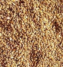 CooPany Organic Premium Foxtail Millet || Kangni Seeds || 100% Natural Bird Food for All Life Stages Budgies, Finches, Canaries, Lovebirds, Cockatiels (1KG)