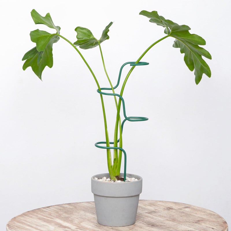 GOOOXIM Set of 3 Sturdy Metal Plant Support Stakes for Indoor & Outdoor Use - Garden Trellis for Hydrangeas, Monstera, Flowers, Herbs, and Seedlings - Ideal for Small to Medium Plants - Image 1
