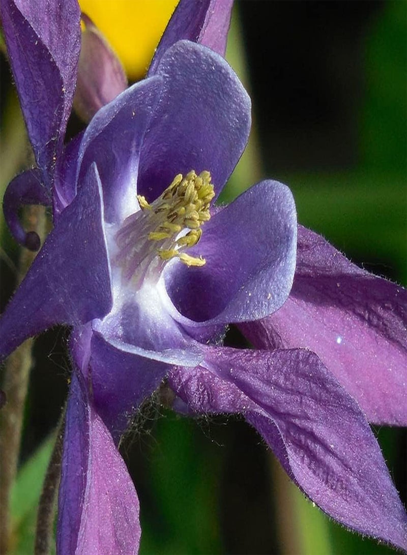 GGOOT 100PCS Columbine/Aquilegia Seeds Rare Lovely Exotic Flower Varieties Have Fresh Fragrance Must-Have Idyllic Scenery Garden - Image 1