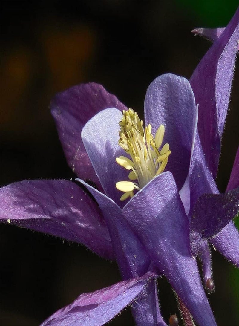 GGOOT 100PCS Columbine/Aquilegia Seeds Rare Lovely Exotic Flower Varieties Have Fresh Fragrance Must-Have Idyllic Scenery Garden - Image 2