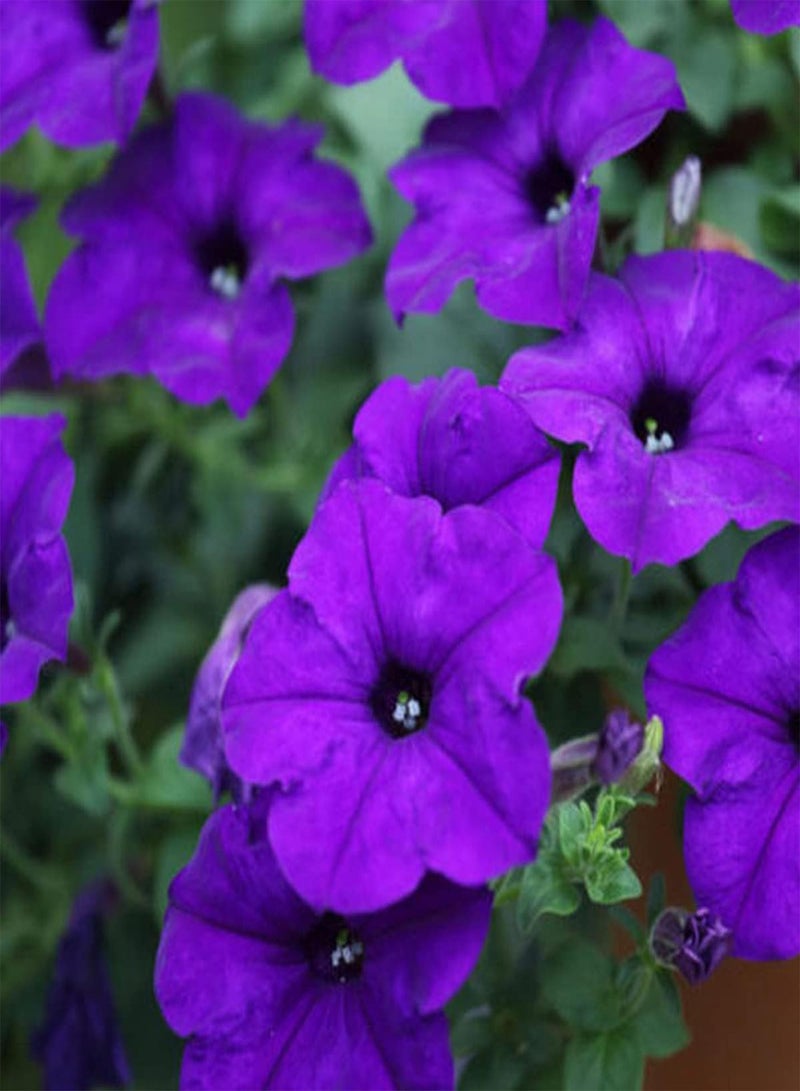 GGOOT Petunia Compacta Alderman - Petunia Nana compacta Flower Seeds, Home Garden Planting by Heavy Torch, 200 Seeds - Image 2