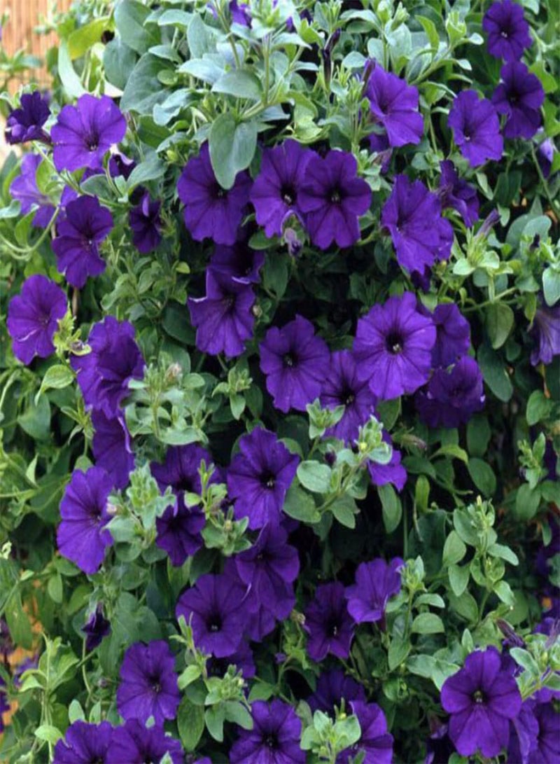 GGOOT Petunia Compacta Alderman - Petunia Nana compacta Flower Seeds, Home Garden Planting by Heavy Torch, 200 Seeds - Image 4