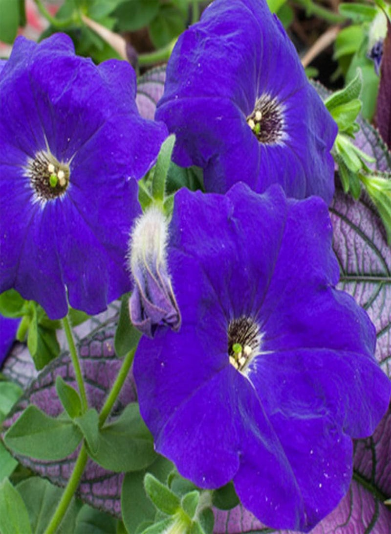 GGOOT Petunia Compacta Alderman - Petunia Nana compacta Flower Seeds, Home Garden Planting by Heavy Torch, 200 Seeds - Image 3