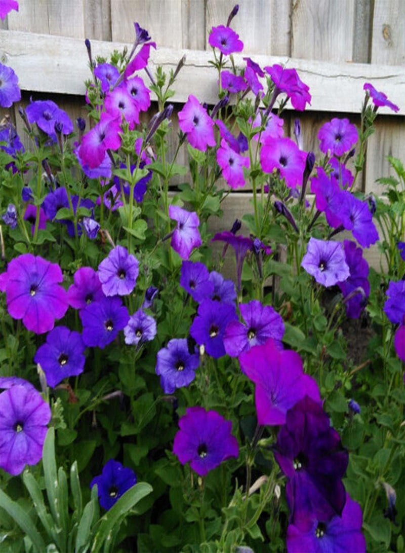 GGOOT Petunia Compacta Alderman - Petunia Nana compacta Flower Seeds, Home Garden Planting by Heavy Torch, 200 Seeds - Image 5
