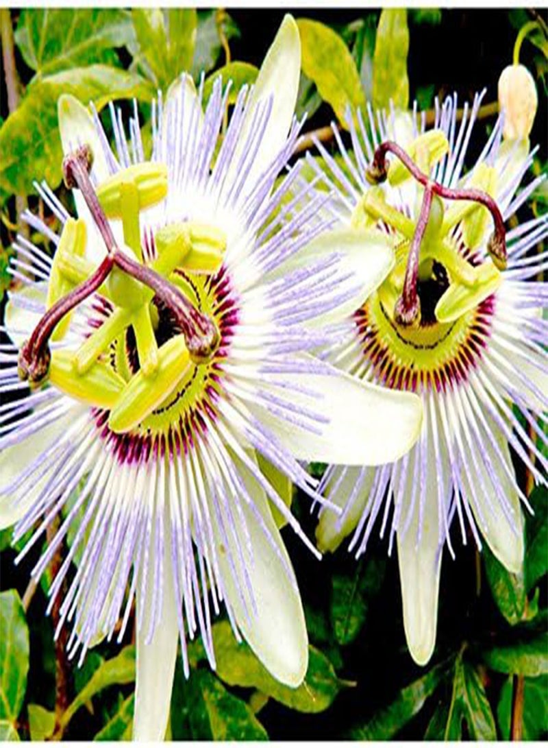 GGOOT seeds   Passion Flower seeds   caerulea - Image 3