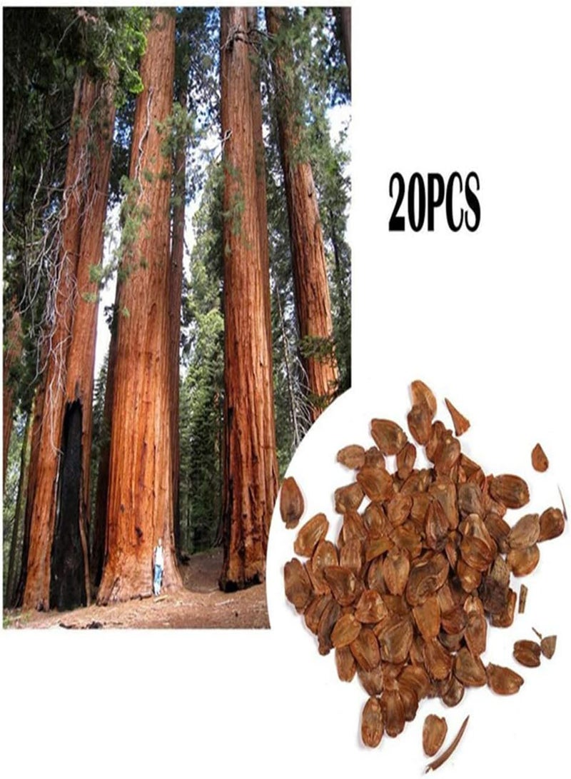 جي جوت 20 قطعة من بذور نبات السكويا الساحلية العملاقة ذات معدل إنبات مرتفع وسهلة الزراعة لتزيين فناء الحديقة، بذور بونساي صغيرة للحديقة، 20 قطعة من بذور السكويا بمقاس واحد - Image 2
