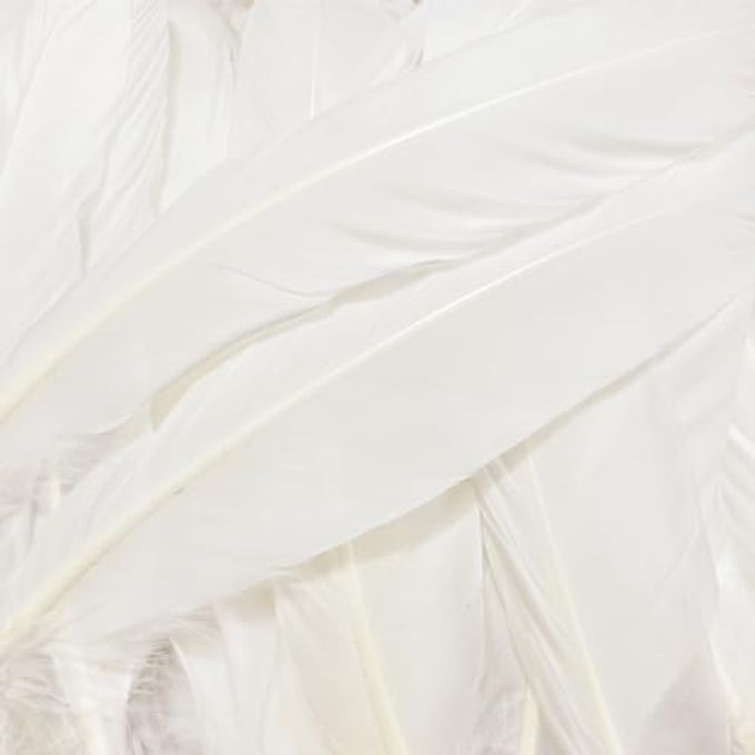 XKTEI White Feathers,Natural Big Long Goose Feather,8-10 inches (20-25cm),Large Size Bilateral Feathers,Left and Right Wings for Crafts,Bulk 12pcs (Natural White) - Image 5