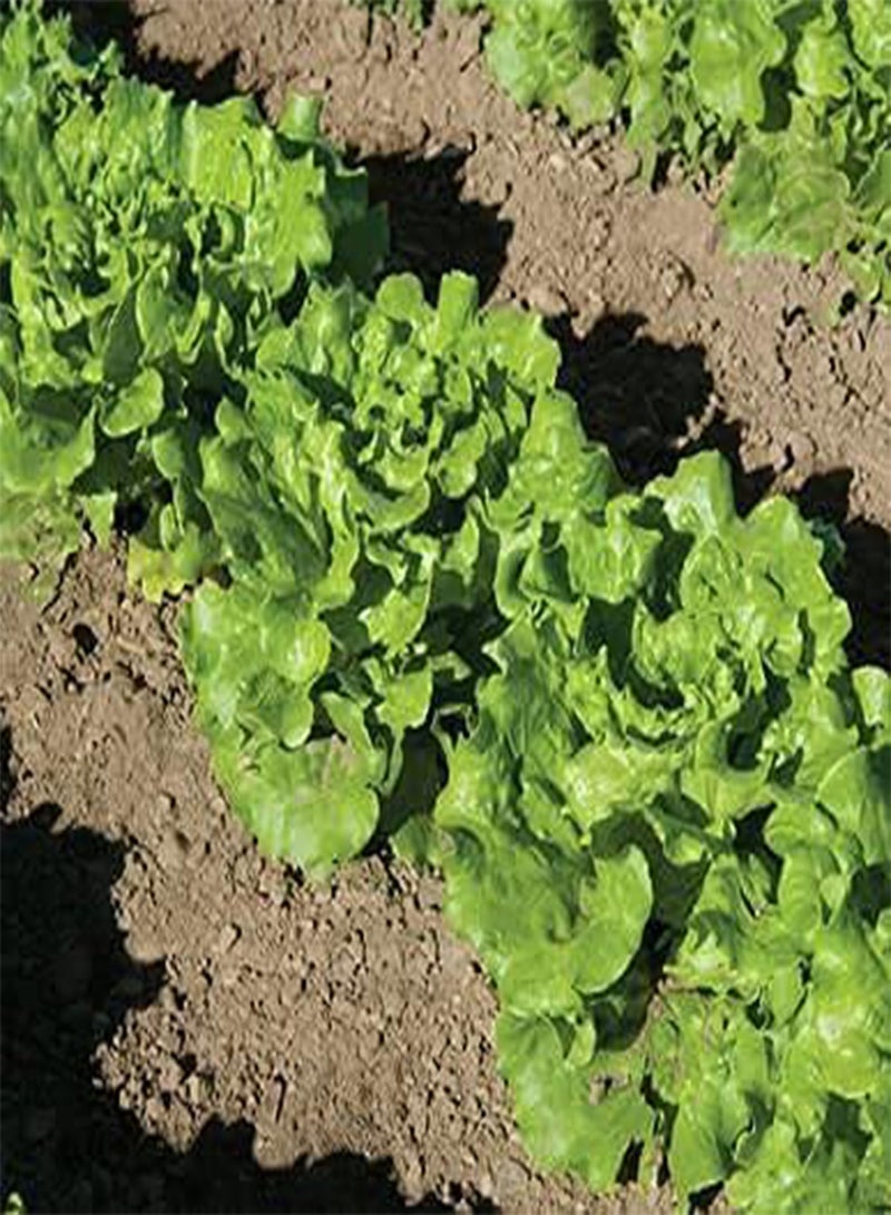 GGOOT Lettuce Summer Crisp Nevada FBA-4392 (Green) 50 Non-GMO, Open Pollinated Seeds - Image 1
