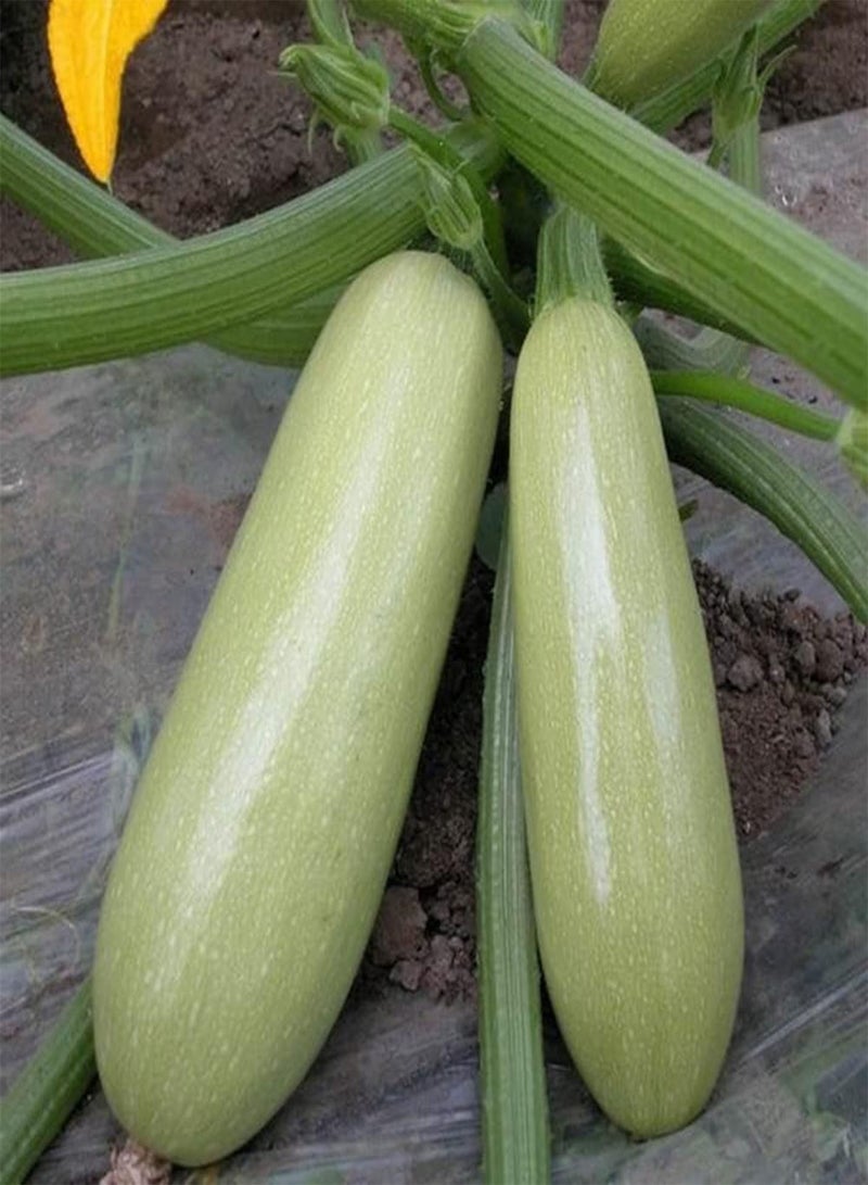 GGOOT 50Pcs Squash Zucchini Seeds DIY Gardening Pack Nutritious Vegetable Plant Seedlings for Outdoor Garden Farm Roof Zucchini Seeds 1size - Image 1