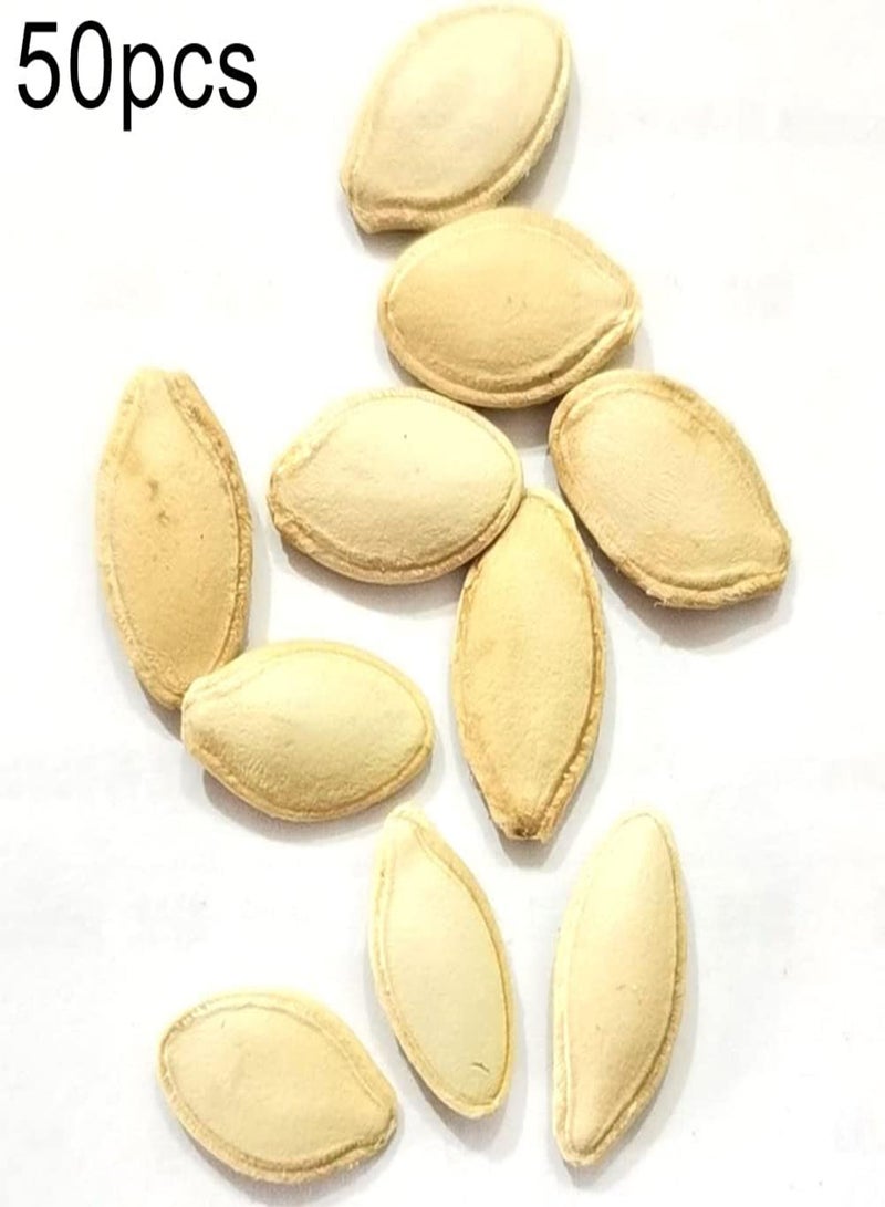 GGOOT 50Pcs Squash Zucchini Seeds DIY Gardening Pack Nutritious Vegetable Plant Seedlings for Outdoor Garden Farm Roof Zucchini Seeds 1size - Image 2