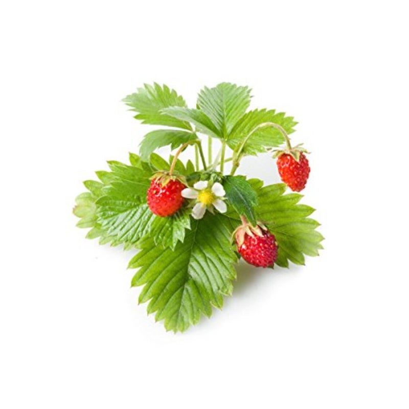 Smart Garden Wild Strawberry Plant Pods 3 PCS For Indoor Hydroponic Growing Non-GMO Seeds Ready-to-Use Pods with Nutrient Gel Home Office Garden - Image 2