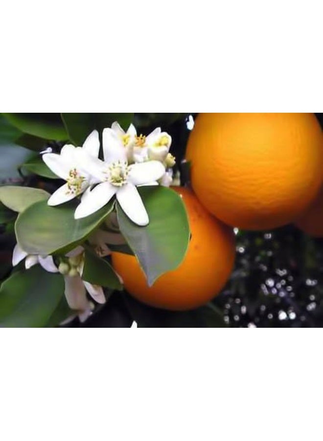Sweet Essentials ماء زهر البرتقال المغربي العضوي الفاخر (نيرولي) | 4 أونصات مستورد من المغرب | غذاء - Image 2