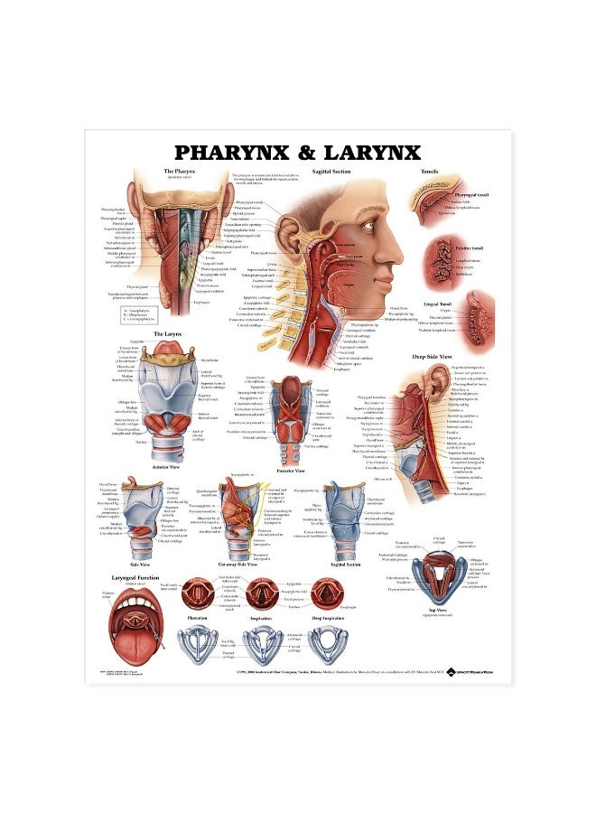 Pharynx & Larynx Anatomical Chart