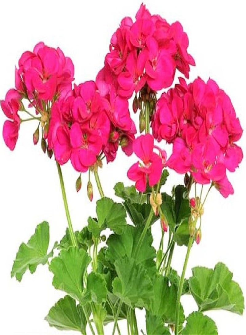 100pcs Geranium Seeds Beautiful Flower Ideal Gardening for Courtyard Balcony Planting DIY Decoration is Loved by Customers