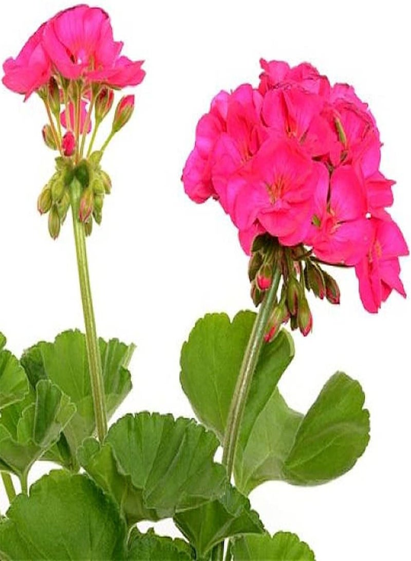 100pcs Geranium Seeds Beautiful Flower Ideal Gardening for Courtyard Balcony Planting DIY Decoration is Loved by Customers