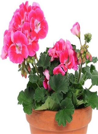 100pcs Geranium Seeds Beautiful Flower Ideal Gardening for Courtyard Balcony Planting DIY Decoration is Loved by Customers - pzsku/ZD06842883DEB92A3595FZ/45/1749206204/f4924bae-bafb-49a9-96c9-8b94db4b163b