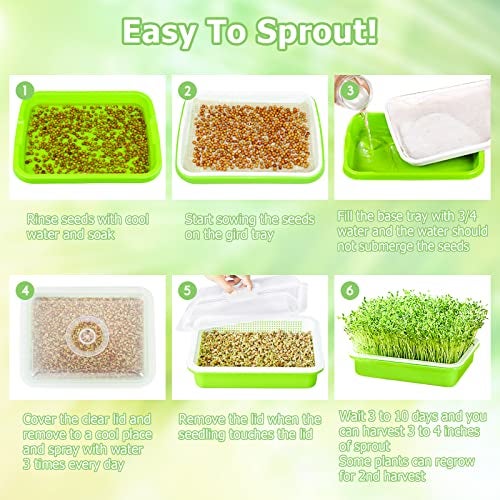 Legigo 2 Pack Seed Sprouter Trays with Lids- Soil-Free Cultivation Germination Tray, BPA Free Micro Greens Growing Trays Seed Sprouting Trays Kit with Germinating Paper for Wheatgrass, Beans and More - Image 5
