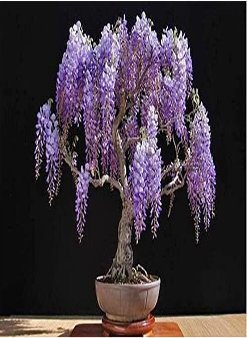GGOOT - Jacaranda Mimosifolia | 30 Fresh Seeds | Bonsai | Same Day Dispatch - Image 1