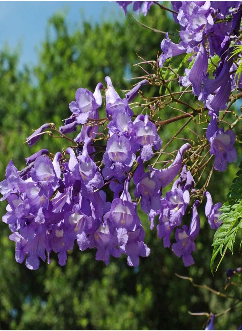 GGOOT - Jacaranda Mimosifolia | 30 Fresh Seeds | Bonsai | Same Day Dispatch - Image 1