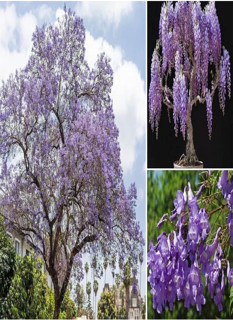 Jacaranda Mimosifolia | 30 Fresh Seeds | Bonsai | Same Day Dispatch