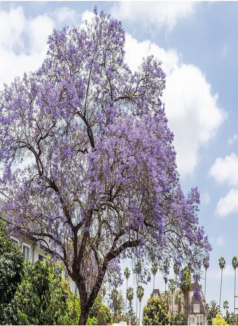 GGOOT - Jacaranda Mimosifolia | 30 Fresh Seeds | Bonsai | Same Day Dispatch - Image 1