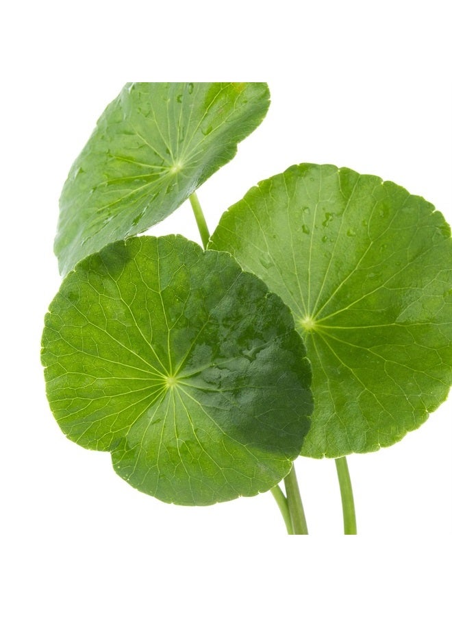 earth to skin Cica (Tiger Grass) + Coconut Oil Hand & Body Balm (8.0 Fl Oz) - Image 3